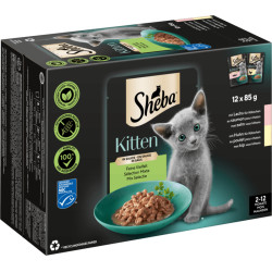 Sheba Kitten laks og...